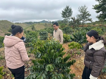 na son phat trien cay ca phe huong di ben vung giup nguoi dan thoat ngheo