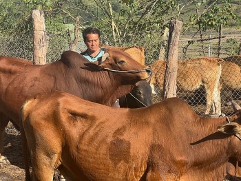 nhieu ho dan muong toong thoat ngheo ben vung