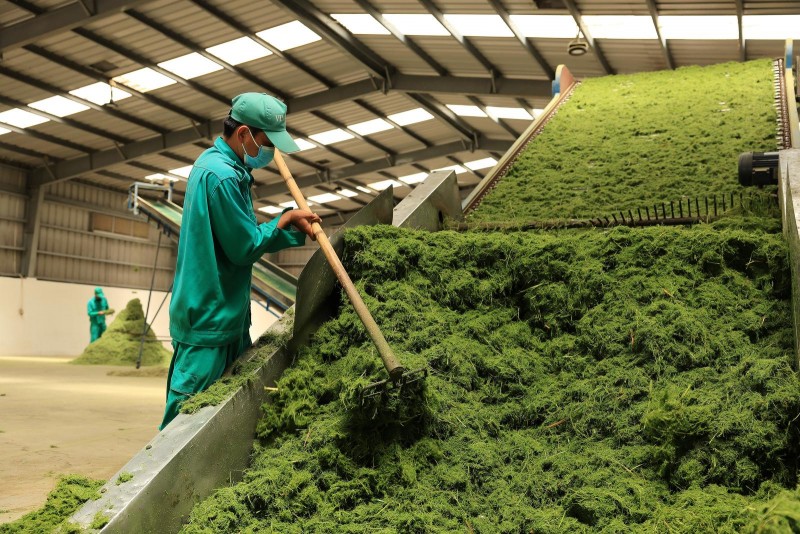 Hệ thống sấy cỏ sử dụng năng lượng tái tạo từ chất thải chăn nuôi giúp chi phí sản xuất thức ăn cho bò giảm hơn 10 lần so với cỏ nhập khẩu (Ảnh: VN).