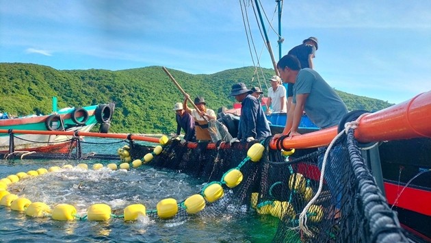 Thu hoạch cá nuôi tại mô hình ở Đầm Bấy, Nha Trang, Khánh Hòa. (Ảnh: Trung tâm Khuyến nông Quốc gia) Thu hoạch cá nuôi tại mô hình ở Đầm Bấy, Nha Trang, Khánh Hòa. (Ảnh: Trung tâm Khuyến nông Quốc gia)