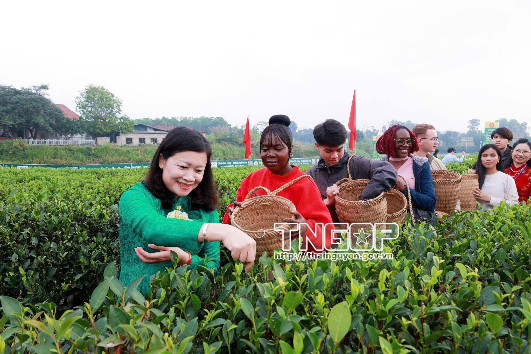 Festival Trà Quốc tế - Thái Nguyên năm 2026: Mở ra khát vọng đưa lá chè trở thành thương hiệu tỷ đô