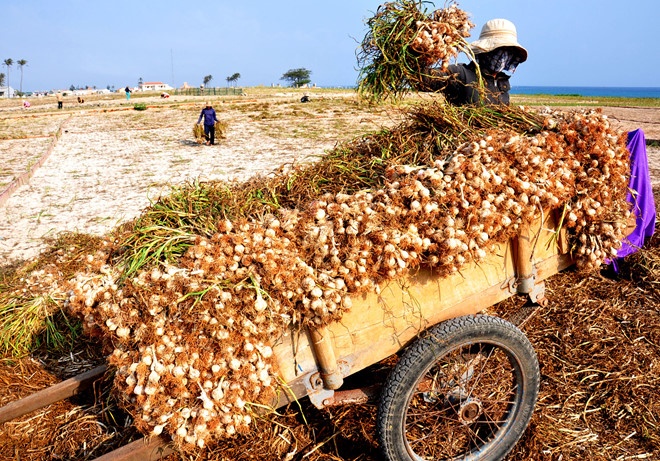 co gi hay o dao ly son hon dao duoc menh danh la maldives cua viet nam