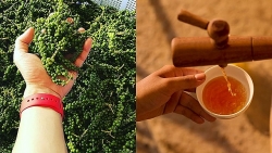 nhung nghe chi o vung bien moi co