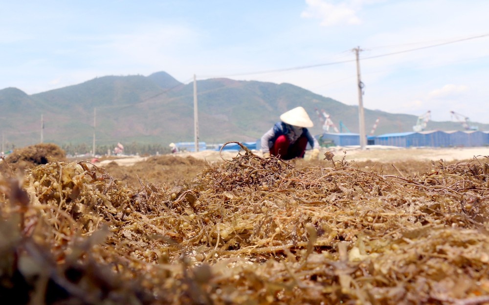 thi xa ninh hoa khanh hoa noi chay tron xo bo de tim ve coi an yen