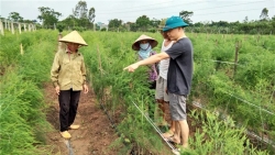 con duong an duoc khien nguoi dan hanh phuc vi ngap tran rau xanh hoa qua sach va hoan toan mien phi