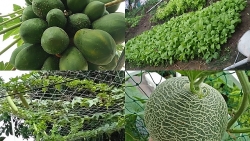 “Trang trại” vui vẻ với đủ rau quả và gà sạch của người phụ nữ đảm đang ở TP. HCM