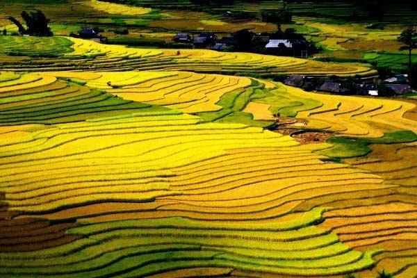 mua thu 2019 len tay bac trai nghiem mua vang dep nhu tranh ve