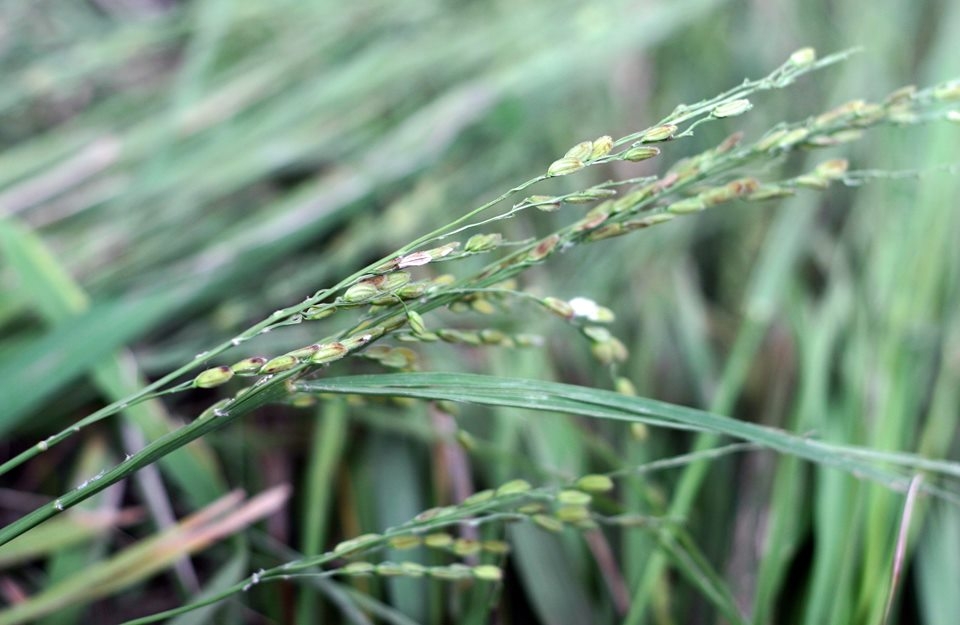 com lang vong tru danh va cau chuyen ve nghe lam com