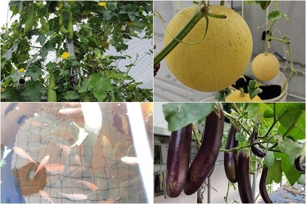Ông bố đảm trồng cả vườn rau, nuôi đủ loại cá trên sân thượng ở Biên Hòa