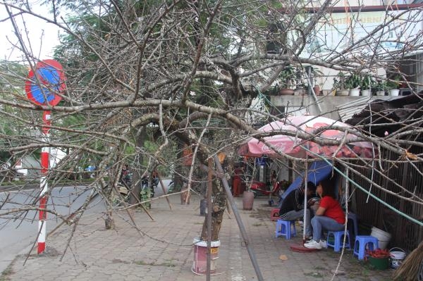 buoi co dao cu tien tram trieu mot cay cho khach mua dip tet nguyen dan 2020