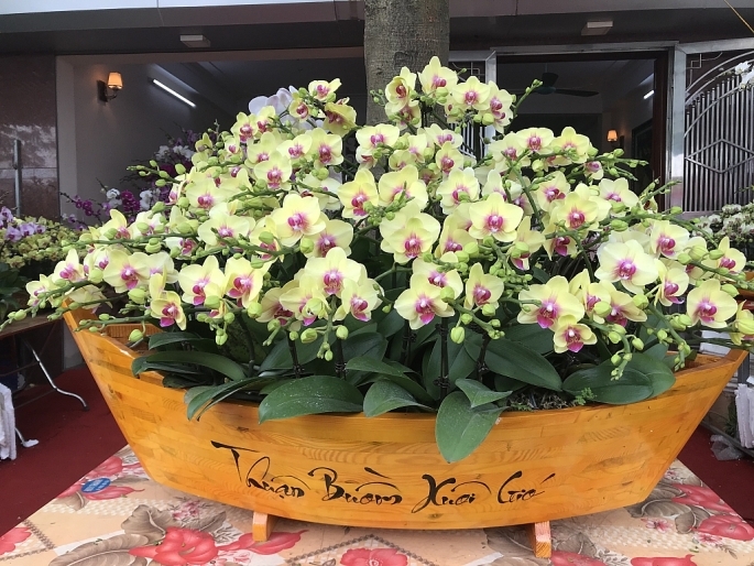 buoi co dao cu tien tram trieu mot cay cho khach mua dip tet nguyen dan 2020