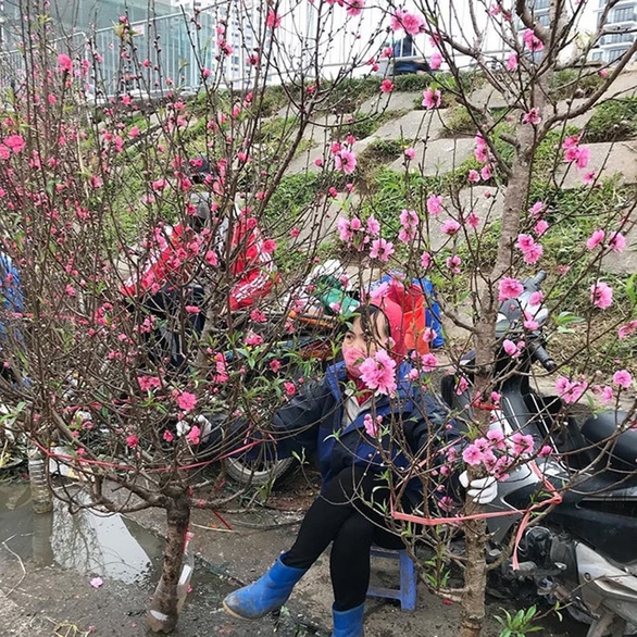 cho hoa ha noi van nhon nhip tap nap ke ban nguoi mua choi tet