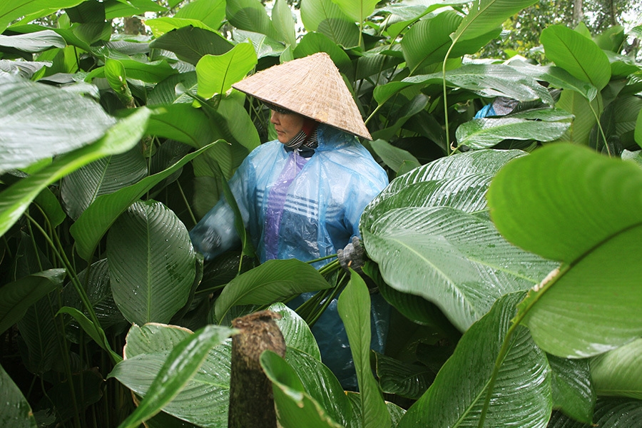 nhung mon tet voi nguoi viet nam la binh thuong nhung voi nguoi xa xu thi that xa xi