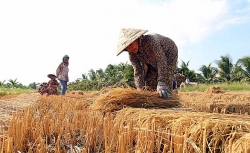 undp ho tro 185000 usd giup dong bang song cuu long ung pho han han va xam nhap man