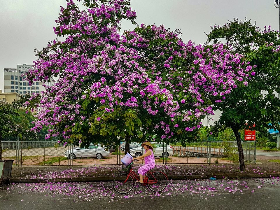 chum anh nhip song ha noi nhung ngay dau ha
