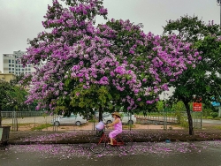 chum anh nhip song ha noi nhung ngay dau ha