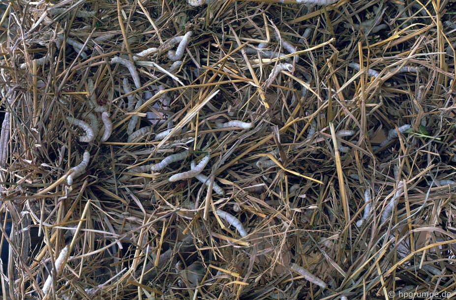 lang gom bat trang lang ran le mat nhung nam 90 co gi dac biet