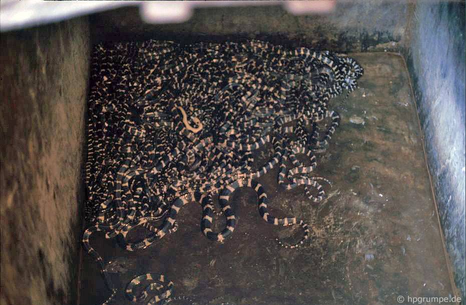 lang gom bat trang lang ran le mat nhung nam 90 co gi dac biet