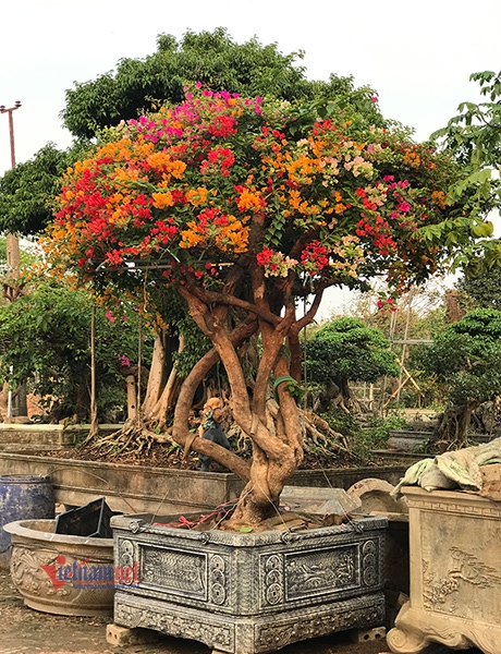 tap nap cac loai hoa cay canh chi danh cho nha giau don tet