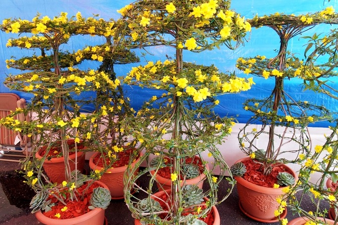 Chợ hoa Tết Little Sài Gòn-Mỹ đón hàng trăm lượt khách mỗi ngày hang tram nguoi den little sai gon my di cho hoa tet sua soan don xuan canh ty 2020