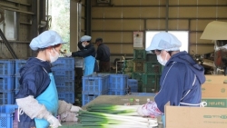 nguoi cao tuoi tai nhat ban co nguy co mat viec do covid 19