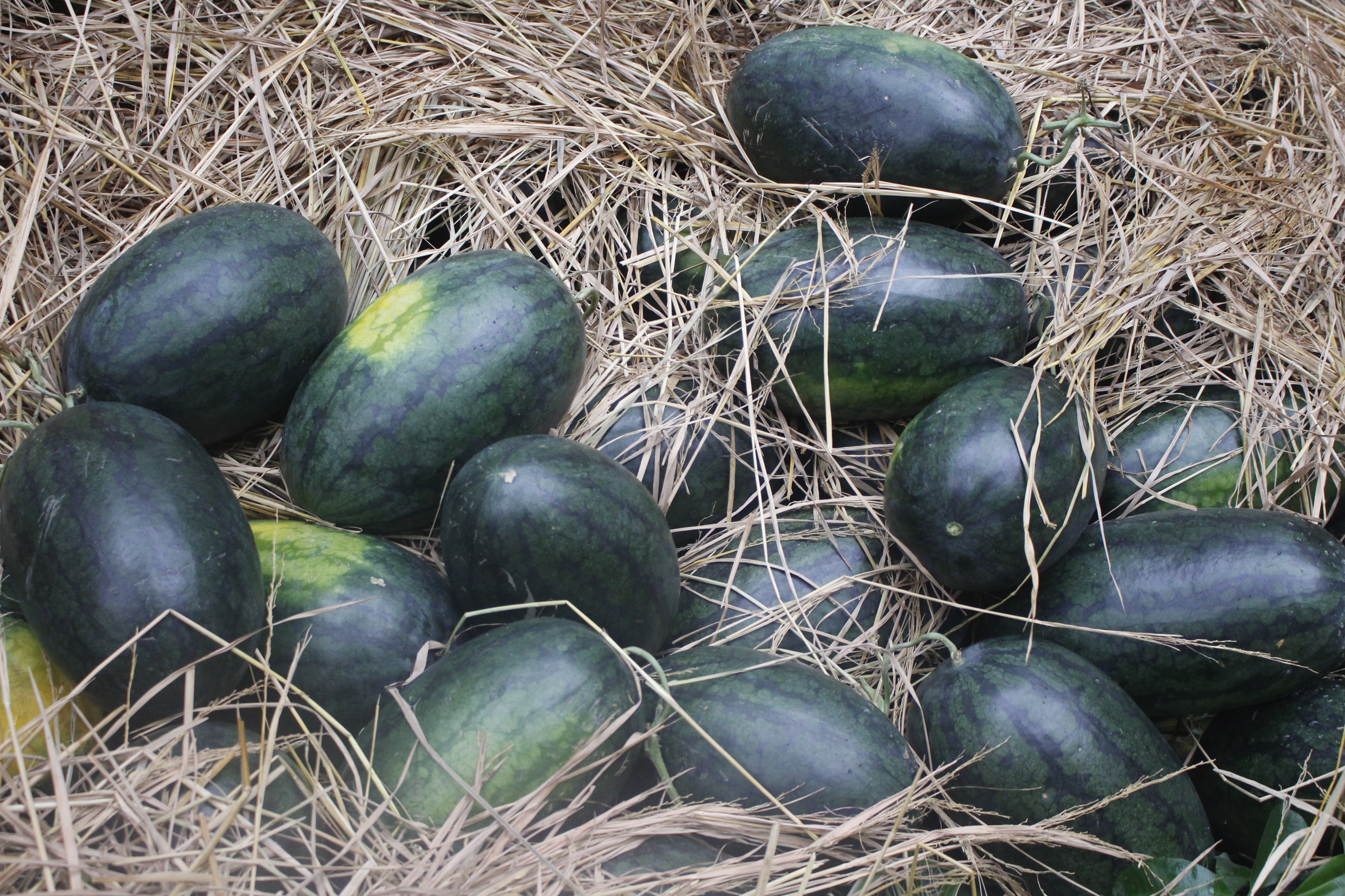 dai su quan qatar tai viet nam phat mien phi 4 tan dua hau giup ba con mien trung