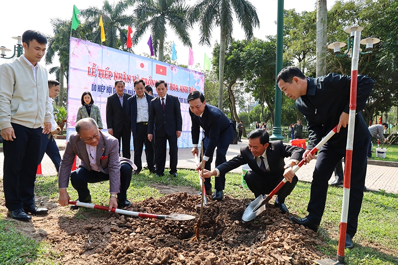 hiep hoi giao luu nhat viet tinh miyagi tang 60 cay hoa anh dao cho tinh nam dinh