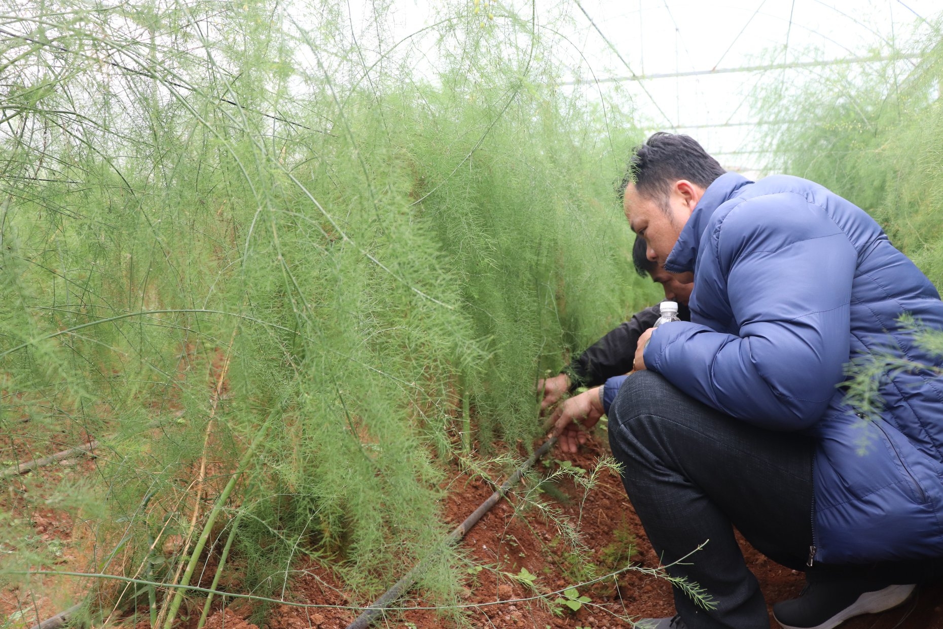 GNI giúp người dân Mường Pa (Hòa Bình) phát triển mô hình rau an toàn gni giup nguoi dan muong pa hoa binh phat trien mo hinh rau an toan