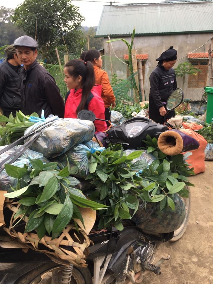 adra ho tro nong dan cao bang phat trien vung trong que len 63 ha