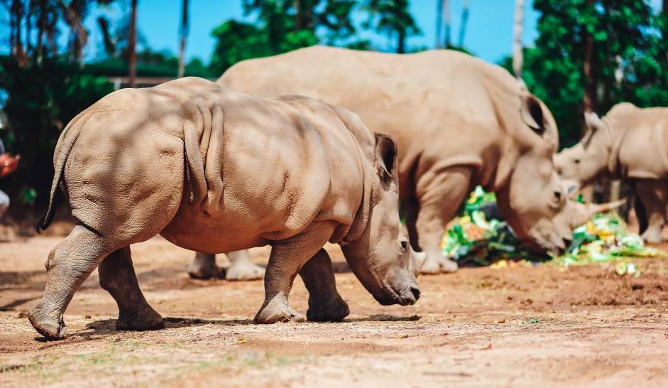 ron ra niem vui ngay chao don co be te giac thu 3 chao doi tai vinpearl safari phu quoc