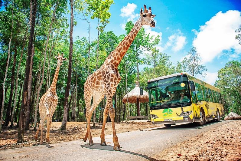 ron ra niem vui ngay chao don co be te giac thu 3 chao doi tai vinpearl safari phu quoc
