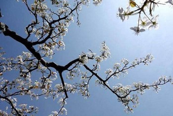Tết Thanh minh 2022 cần chuẩn bị những gì?