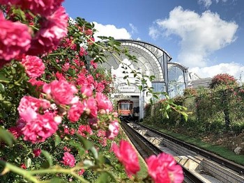 Sắp diễn ra Lễ hội hoa hồng lớn nhất Tây Bắc tại Lào Cai