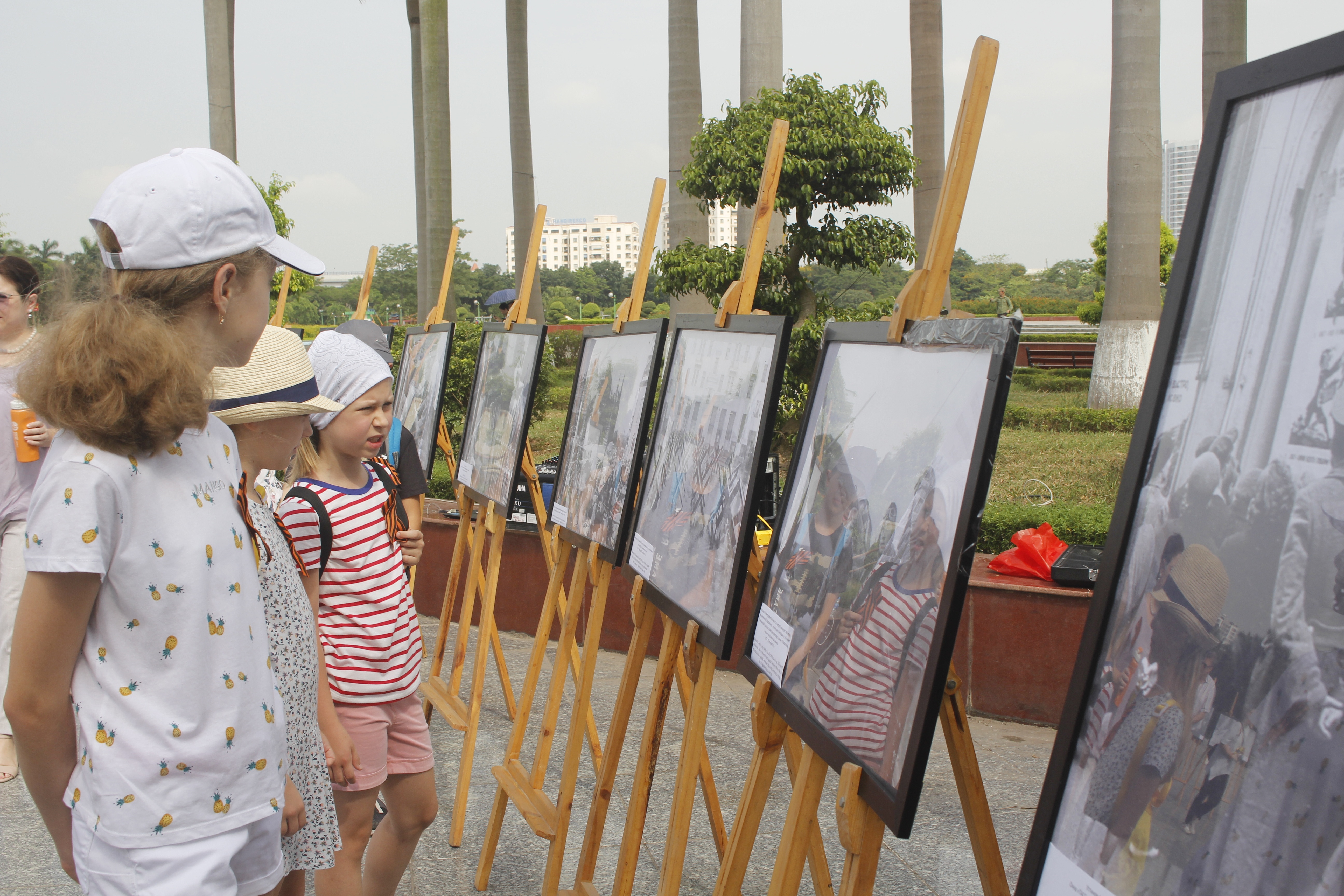 cay delonix hoang gia duoc chon trong nhan le trong cay tai khu vuon huu nghi cong vien hoa binh ha noi