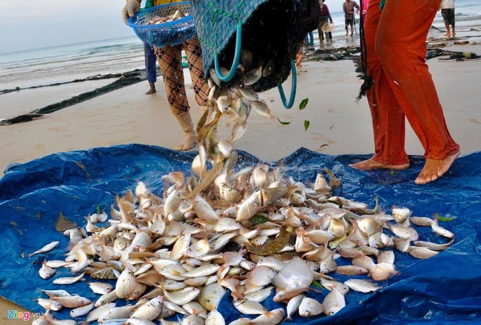 Nghề kéo lưới rùng bắt cá độc đáo ở xứ Quảng ho phan loai ban ca cho thuong lai ngay tai bo bien tuy theo loai thuy san trung binh moi ngay lao dong ngu dan duoc chia tu 200000 den 300000 dongnguoi