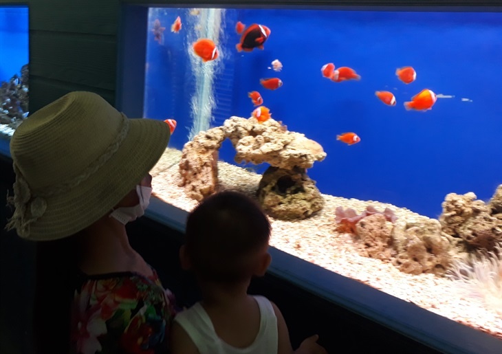 Sinh vật cảnh ở Viện Hải dương học Nha Trang hấp dẫn du khách (Ảnh: Hải Luận) sinh vat canh o vien hai duong hoc nha trang hap dan du khach anh hai luan
