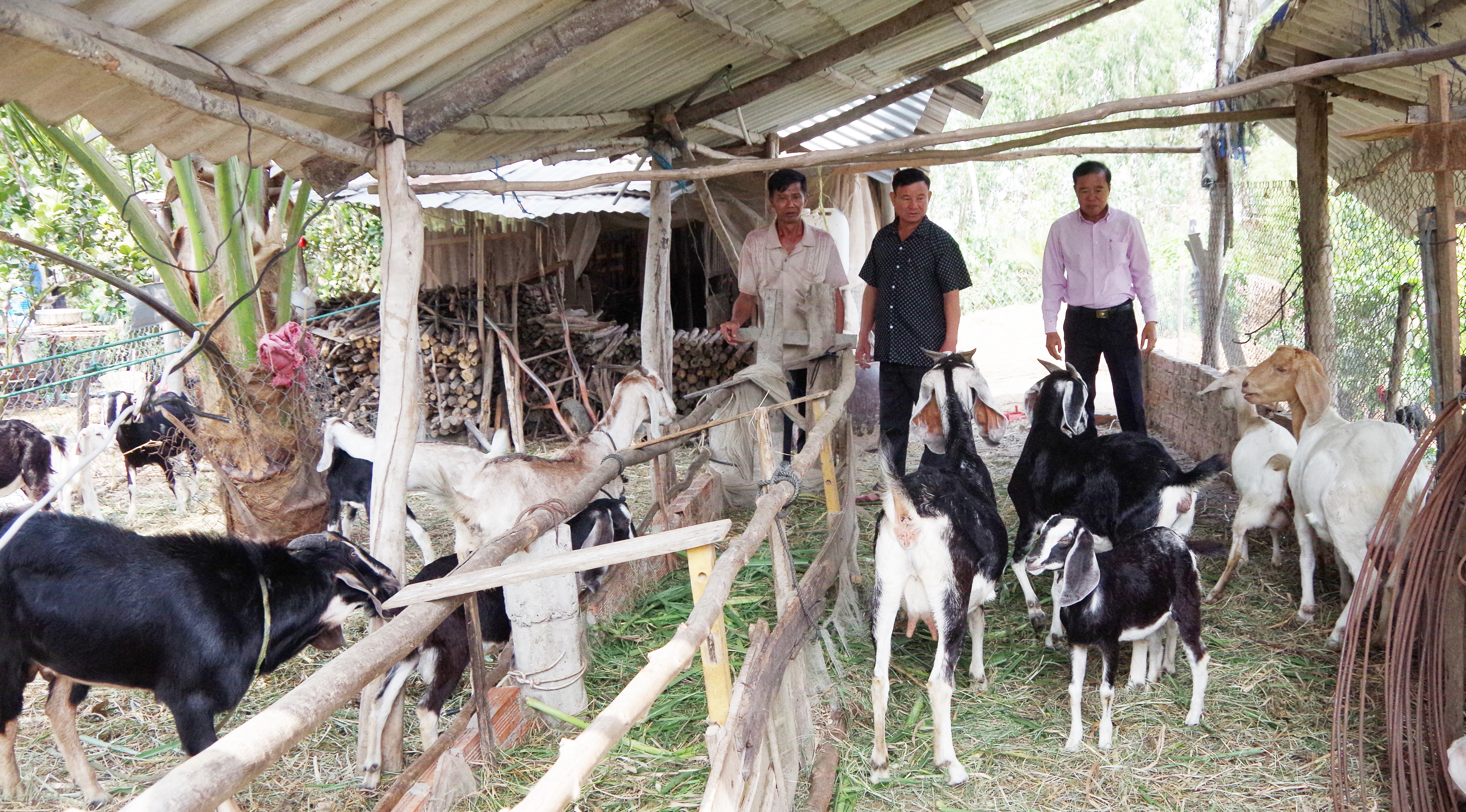 dan de sinh san cua ong sau ngoai cung ben trai anh bien cuong