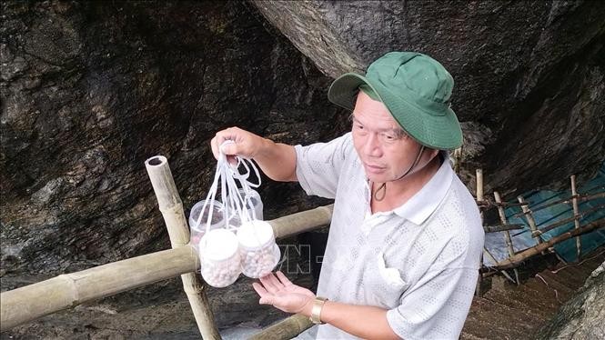 Nỗ lực tái tạo và phát triển bền vững đàn yến trên đảo Cù Lao Chàm