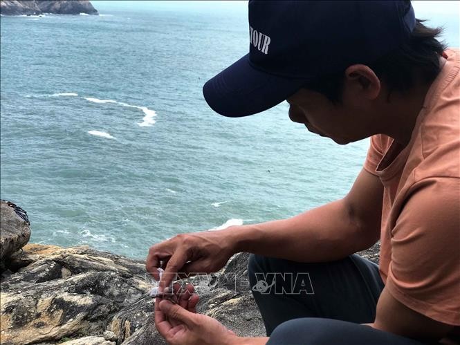 Nỗ lực tái tạo và phát triển bền vững đàn yến trên đảo Cù Lao Chàm