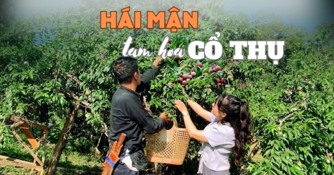 Hái mận tam hoa cổ thụ