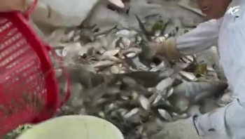 Mùa khô cá bổi về