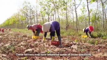 [Video] CARE hỗ trợ hơn 8.000 người áp dụng phương pháp canh tác bền vững