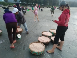 Nhiều ngư dân Quảng Ngãi trúng đậm ruốc biển cuối năm