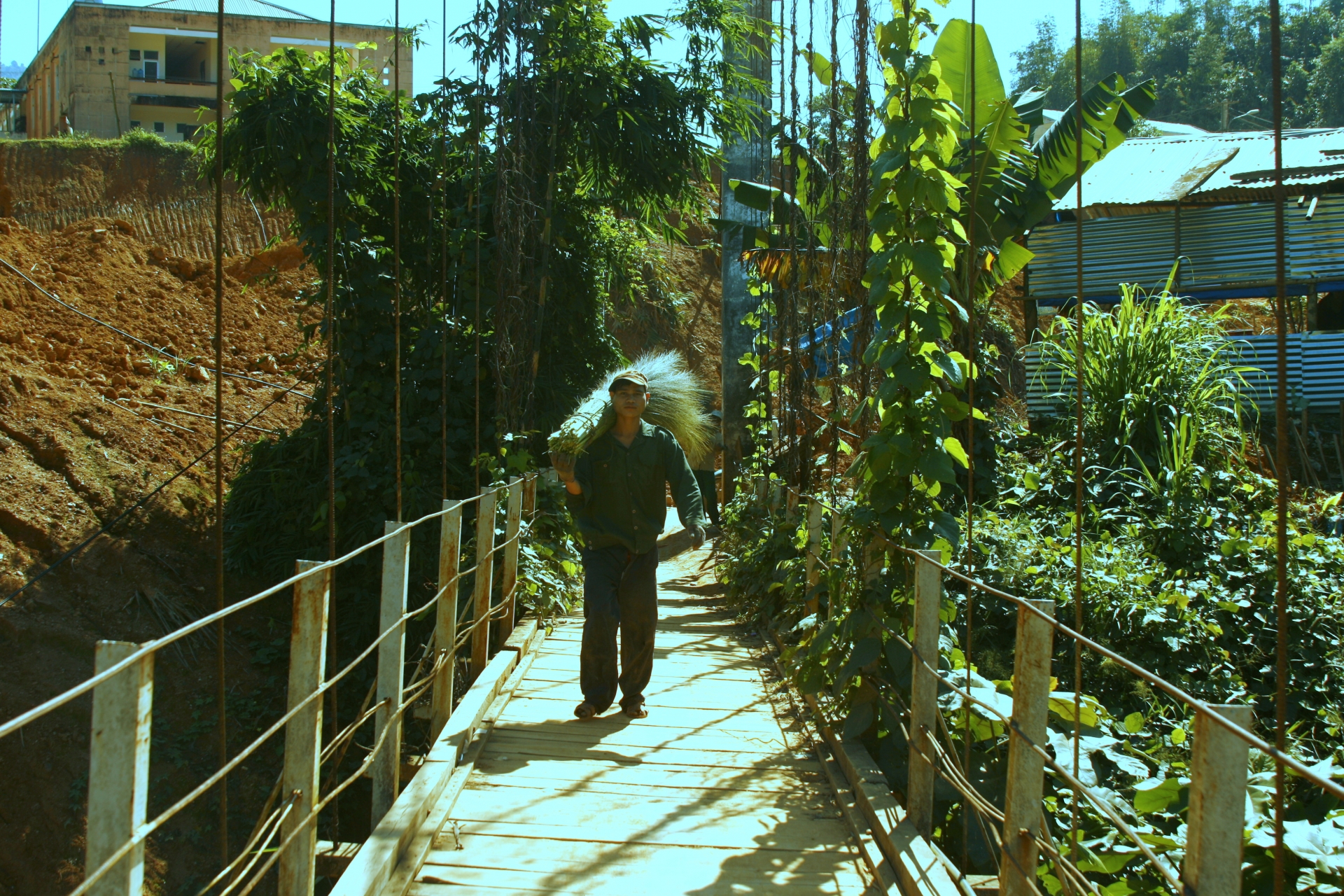chit dot loc rung dau xuan o xu quang