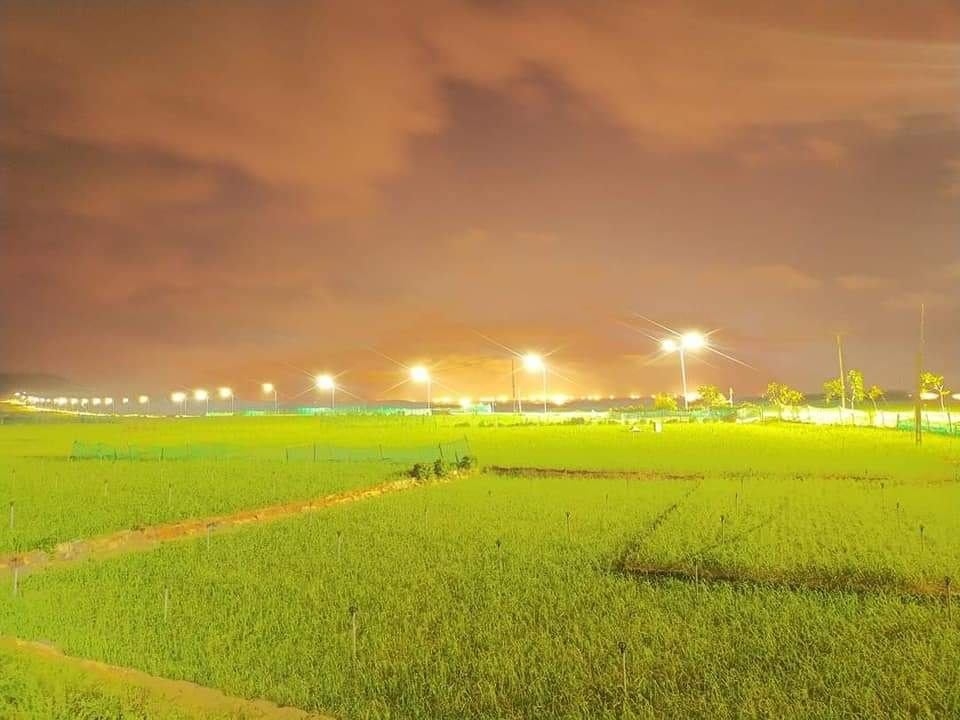 Đảo Lý Sơn tấp nập hàng Tết Tân Sửu