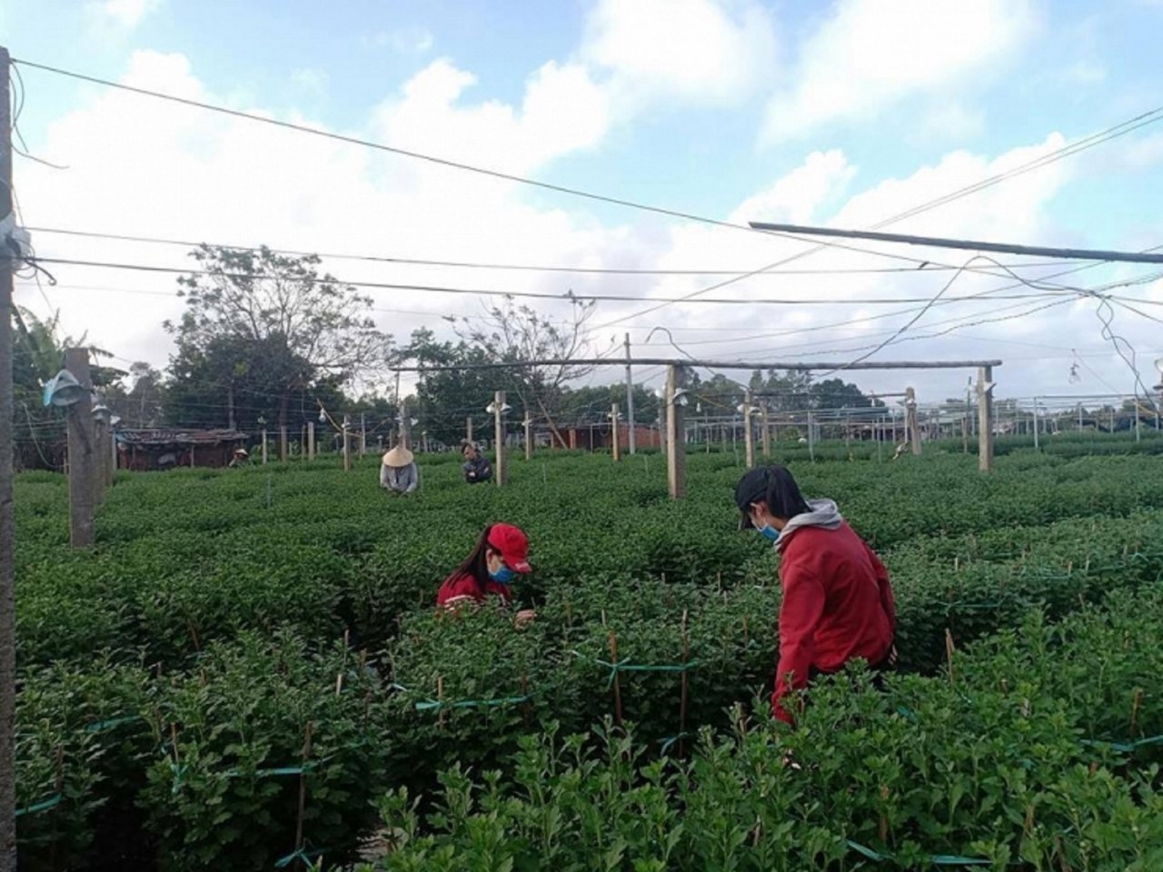 Hoa kiểng miền Trung trong nỗi lo vụ Tết