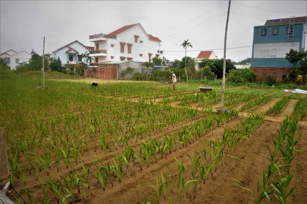 Hoa kiểng miền Trung trong nỗi lo vụ Tết