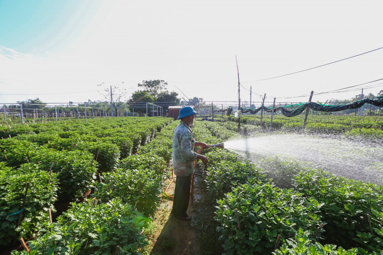 Hoa kiểng miền Trung trong nỗi lo vụ Tết