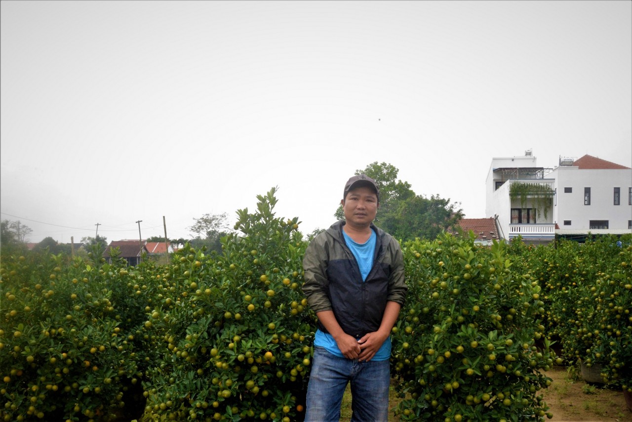 Hoa kiểng miền Trung trong nỗi lo vụ Tết