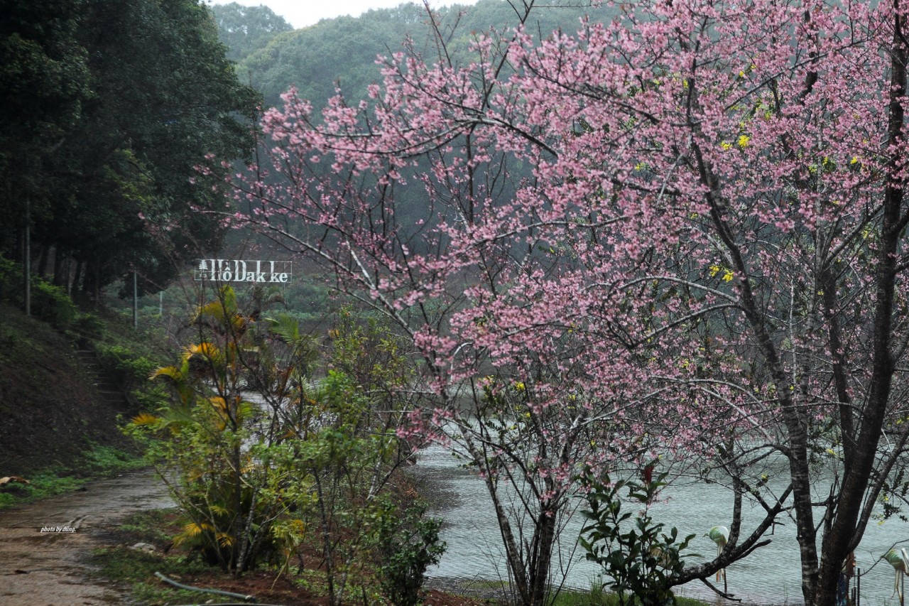 Màu đào phai trong mưa gió Đăk Ke